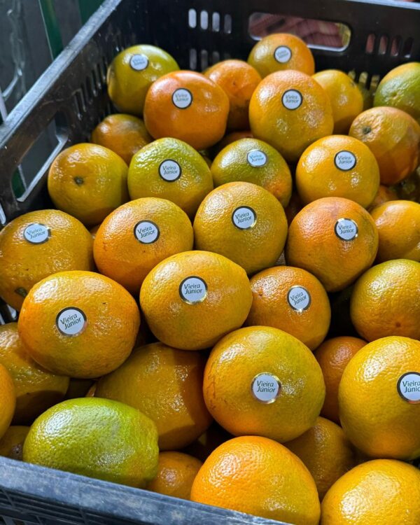 Laranja Pera - Imagem 2