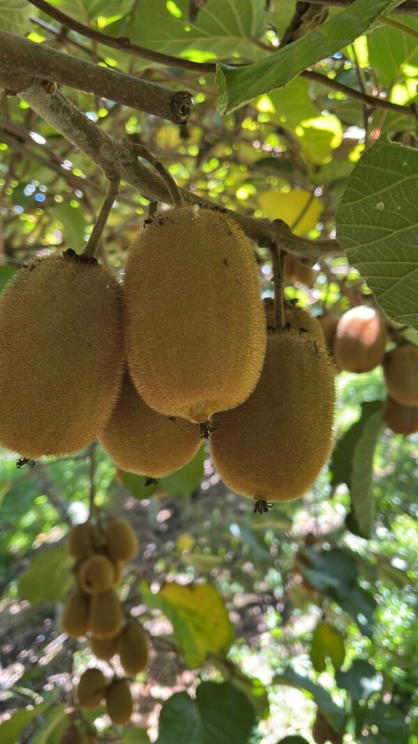 Kiwi