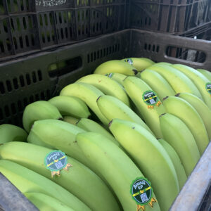 Banana Nanica