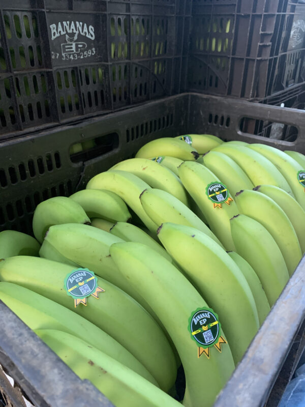 Banana Nanica