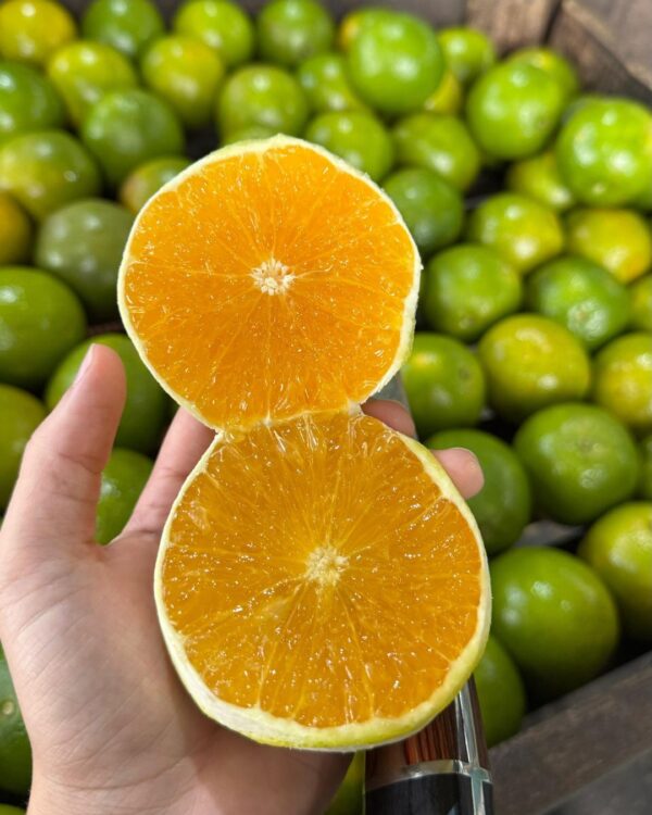 Laranja Pera