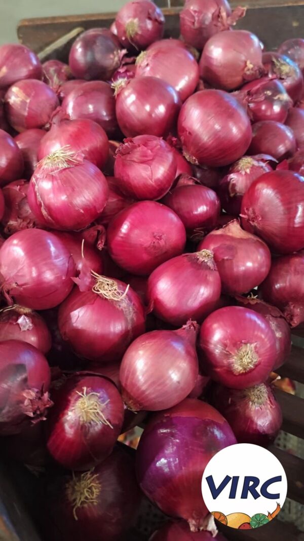 Cebola Roxa