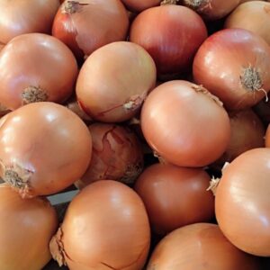 Cebola Comum