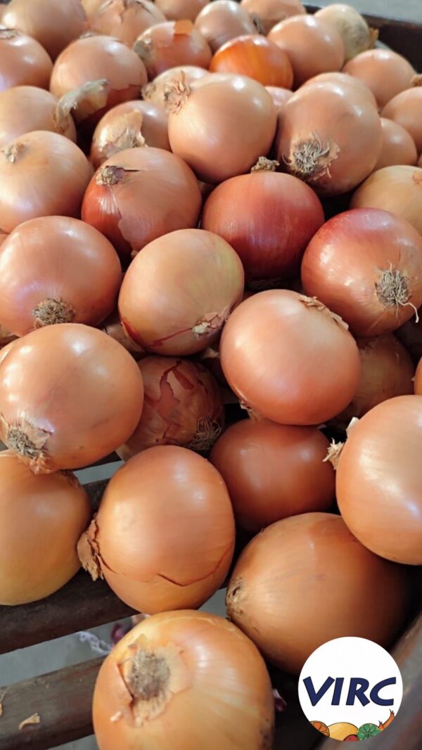 Cebola Comum