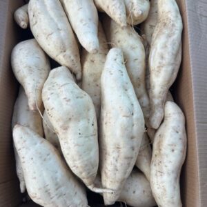 BATATA DOCE BRANCA