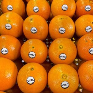 Laranja Bahia