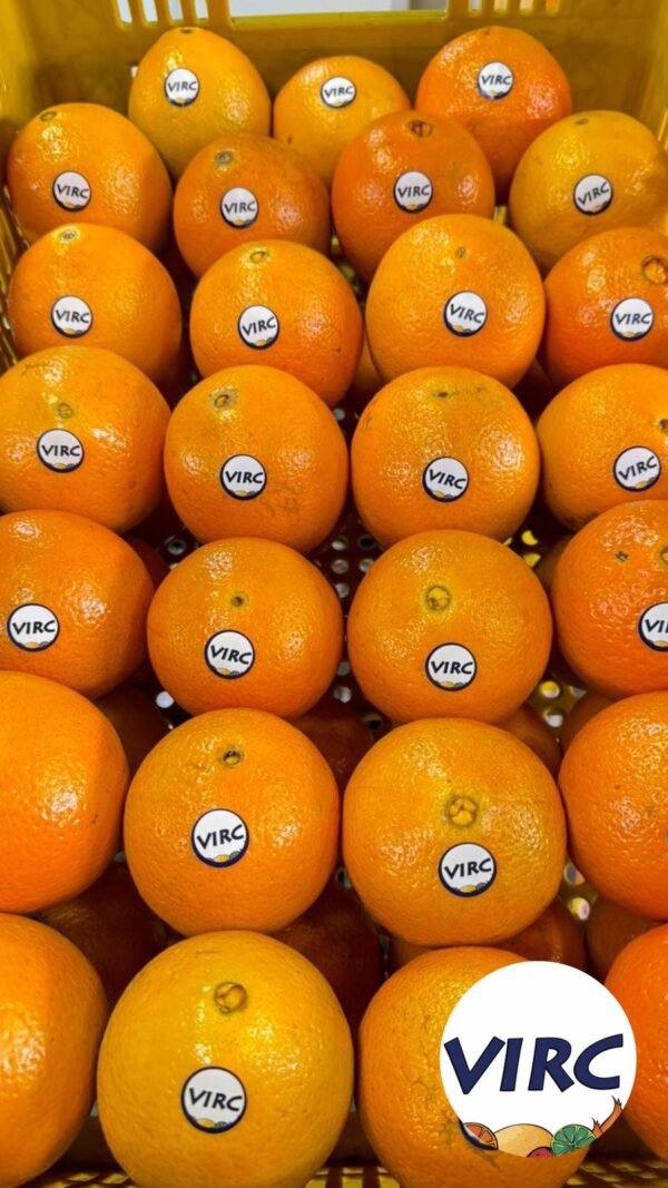 Laranja Bahia