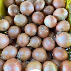 Cebola Comum