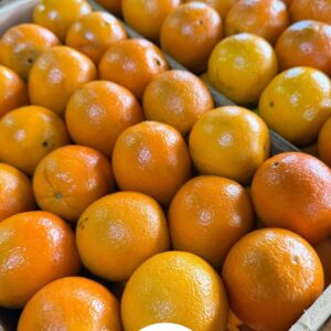 Laranja Bahia